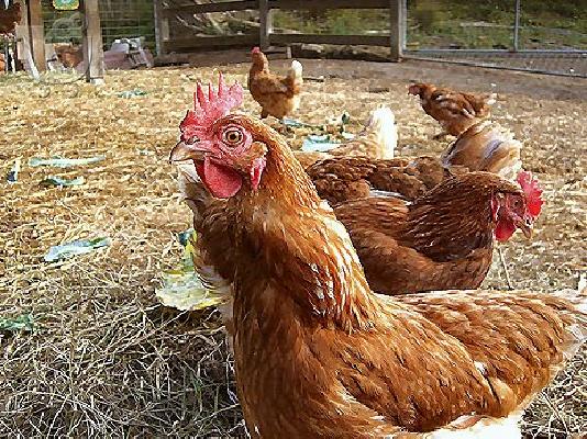 PoulaTo: ΚΟΤΕΣ ΑΥΓΟΠΑΡΑΓΩΓΗΣ